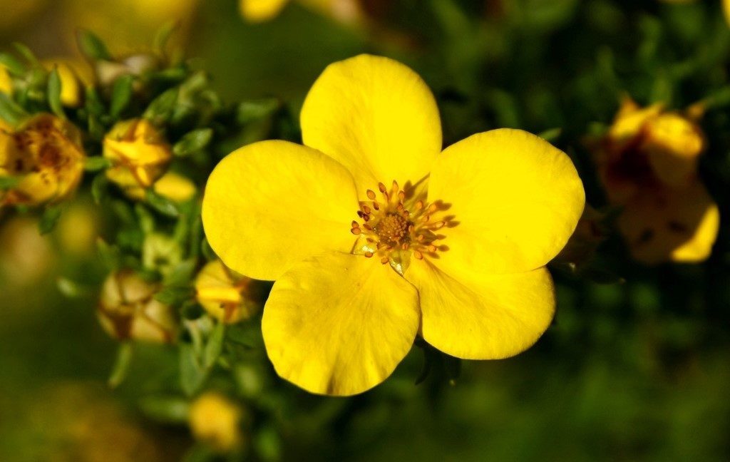 How to Propagate Shrubby Cinquefoil (Dasiphora fruticosa) zone 2 perennial shrub