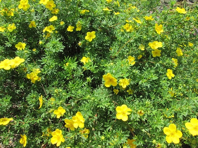 How to Propagate Shrubby Cinquefoil (Dasiphora fruticosa) zone 2 perennial shrub