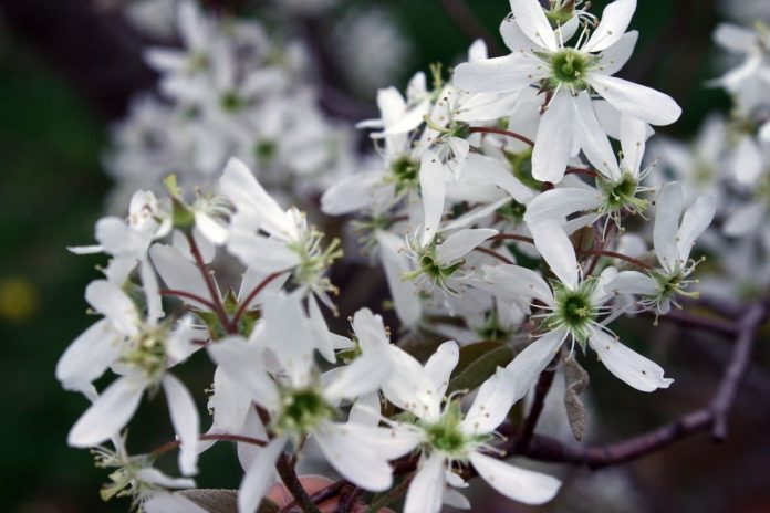 How to propagate Amelanchier (amelanchier canadensis) zone 2 shrub