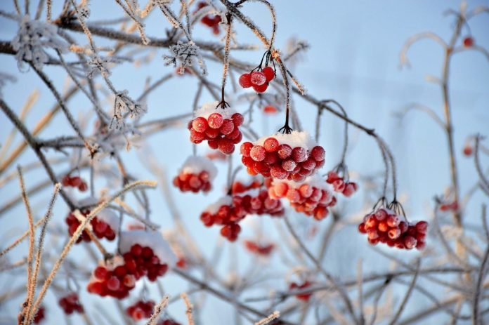 How to propagate Highbush Cranberry (Viburnum trilobum) zone 2 perennial shrub