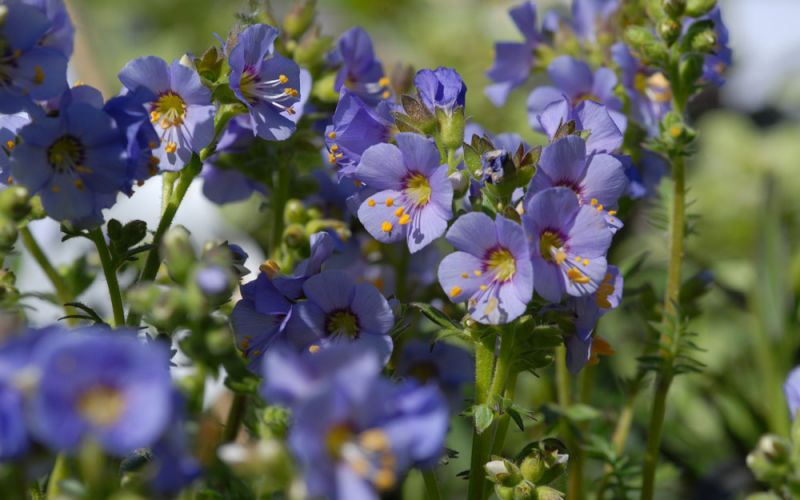 Jacobs-ladder-polemonium-boreale-zone-2-perennial-shrub