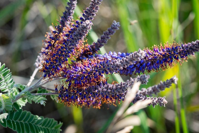 Leadplant-Amorpha-canescence-Zone-2-Plant-min