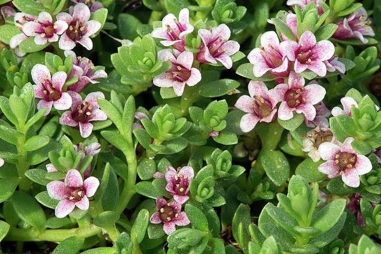 Mountain-Saxifrage-saxifraga-oppositifolia-zone-2-perennial-shrub