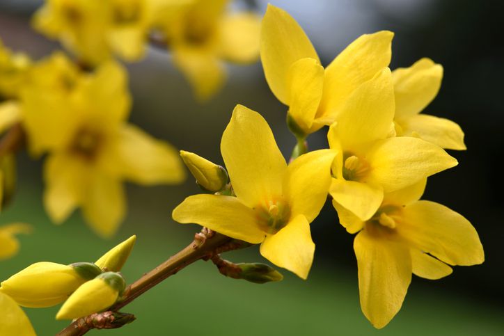 Northern-Gold-Forsythia-Forsythia-ovata-zone-2-perennial-shrub