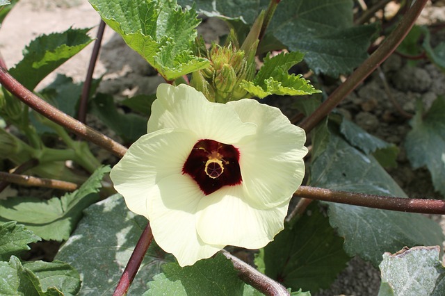 Okra-abelmoschus-esculentus-Zone-2-perennial-shrub