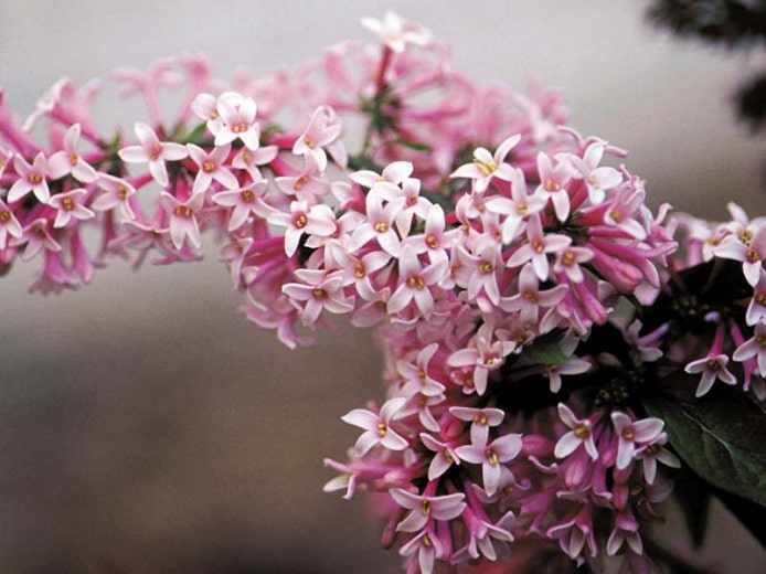 Pink-Lilac-Miss-Canadazone-2-perennial-shrub