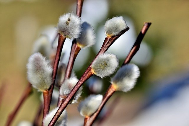 Pussy-Willow-Salix-cinerea-zone-2-perennial-shrub