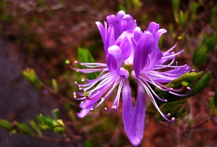 Rhodora-rhododendron-canadense-zone-2-perennial-shrub