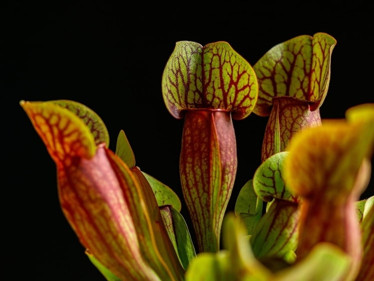 Sarracenia-Purpurea-Purple-Pitcher-Plant-Zone-2-perennial-shrub