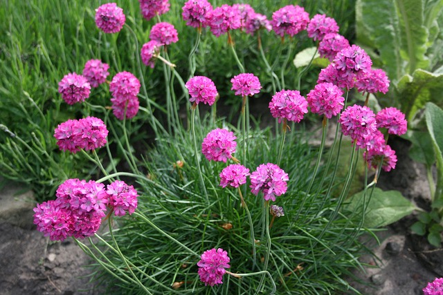 Sea-Thrift-Armeria-maritama-zone-2-perennial-shrub