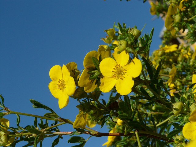 Shrubby-Cinqfoil-Dasiphora-fruticosa-zone-2-commercial-plant