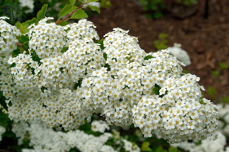 Three-Lobe-Spirea-Spiraea-trilobata-zone-2-perennial-shrub