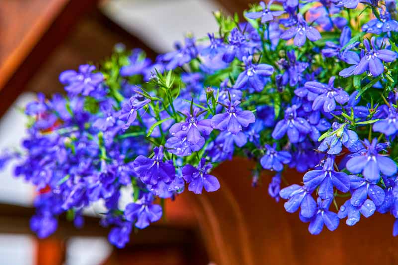 Trailing-Lobelia-Lobelia-erinus-zone-2-perennial-shrub