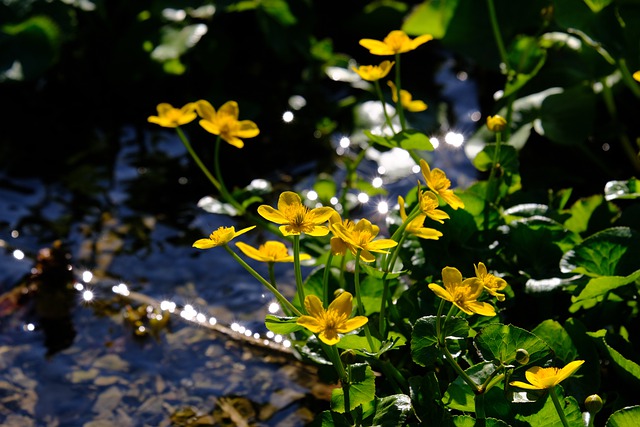 Zone 2 Flowering Shrub Marsh Marigolds (Caltha palustris)