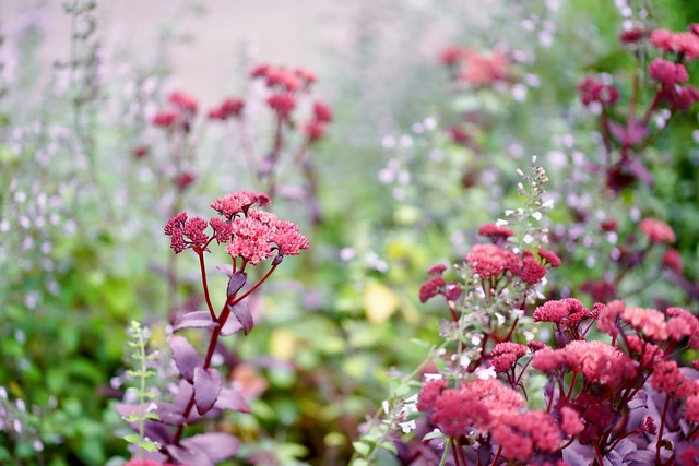 Zone 2 Flowering Shrub Orpine (Hylotelephium telephium) 1