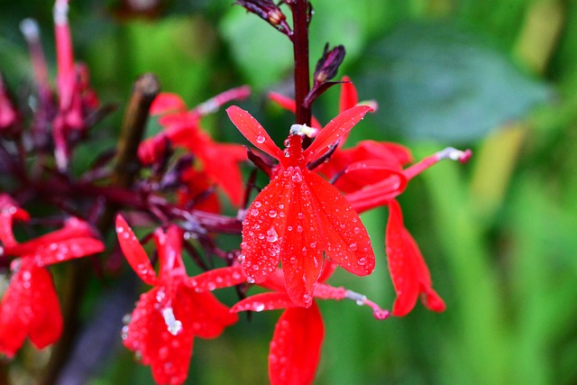 Zone 2 Perennial Shrub Red Lobelia (Lobelia cardinalis)