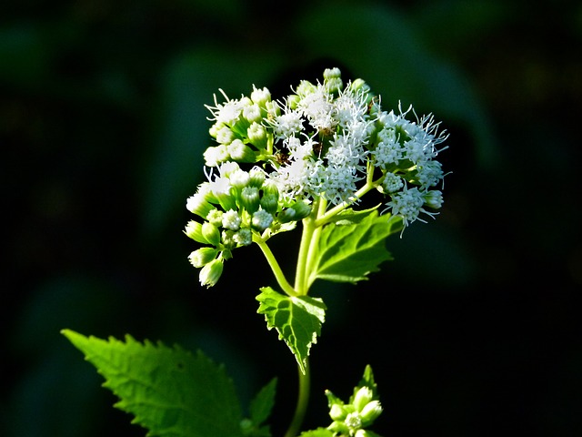 Zone 2 Perennial Shrub White Snakeroot (Ageratina altissima)