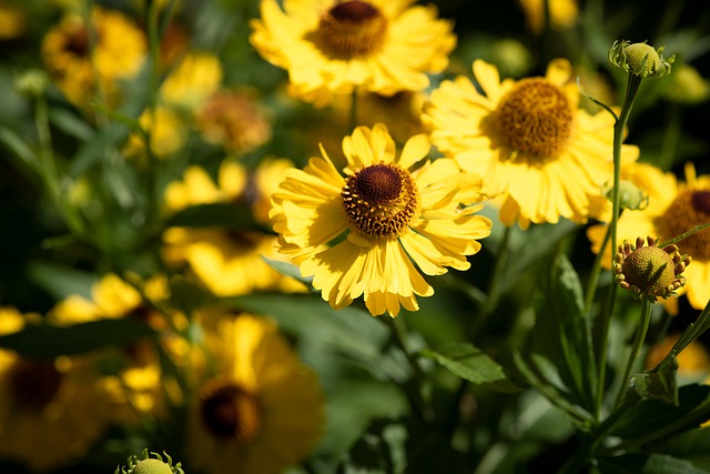 Zone 2 Perennial Shrubs Helenium (Helenium autumnale)