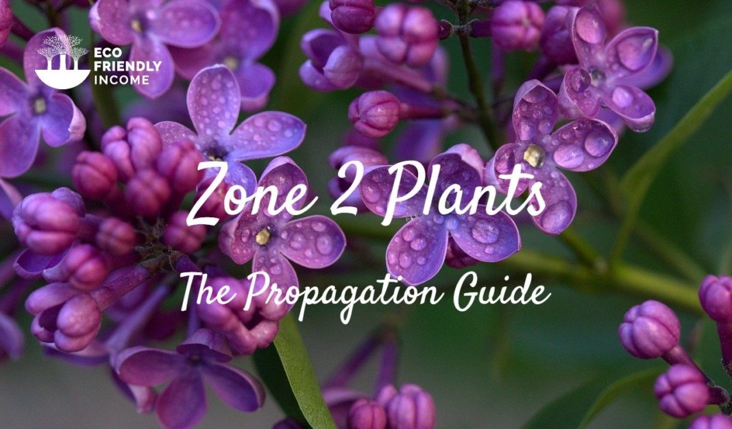 Zone 2 Perennial Shrubs & Flowers The Propagation Guide