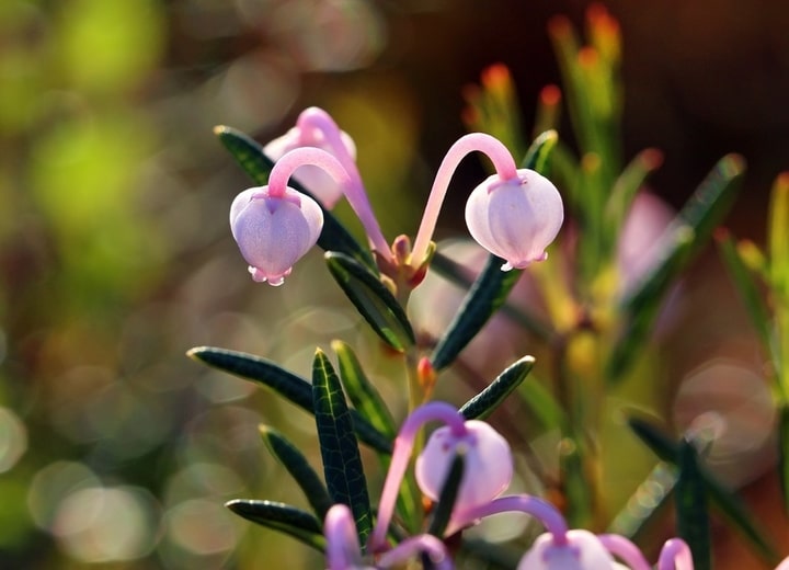 bog-rosemary-andromeda-polifolia-Zone-2-perennial-shrub