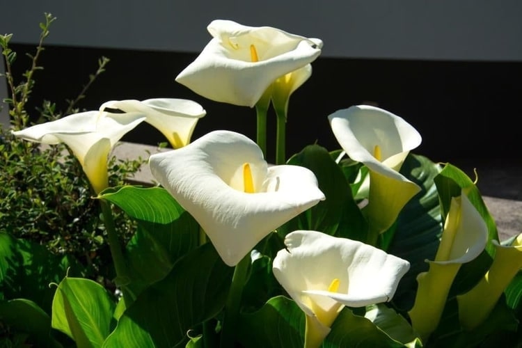 calla-palustris-water-arum-zone-2-perennial-shrub