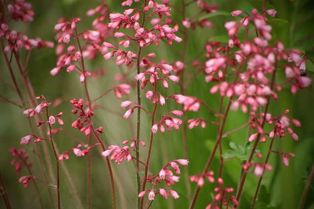 coral-bells-heuchera-brandon-pink-zone-2-perennial-shrub