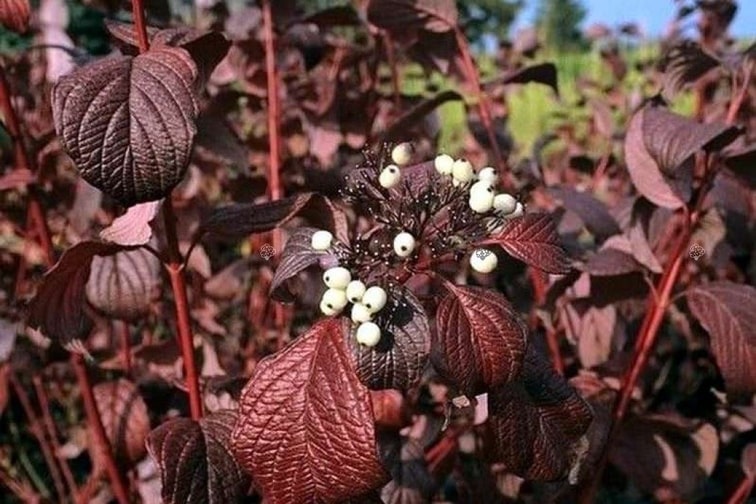 cornus-alba-siberian-pearls-zone-2-perennial-shrub