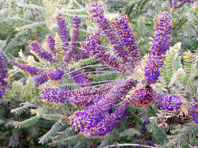 how-to-propagate-leadplant-amorpha-canescens