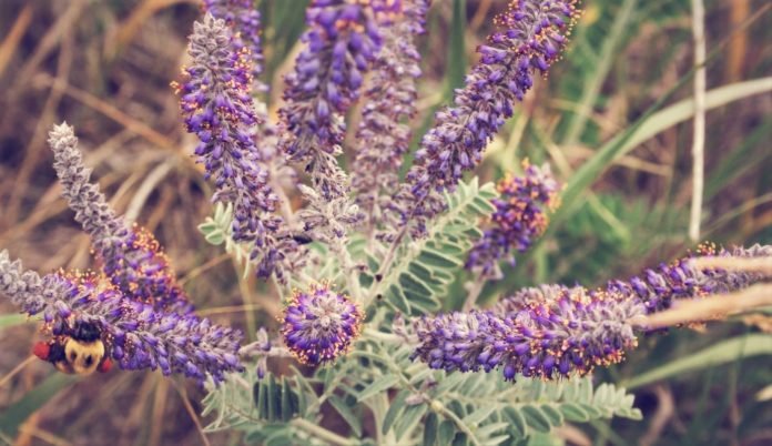 how to propagate leadplant amorpha canescens 6