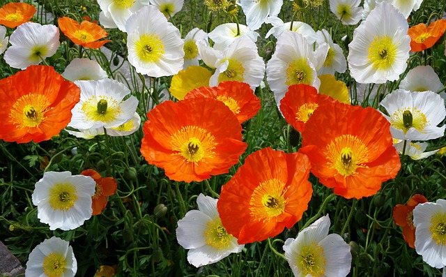 iceland-poppies-Papaver-nudicaule-Zone-2-Perennial-shrub