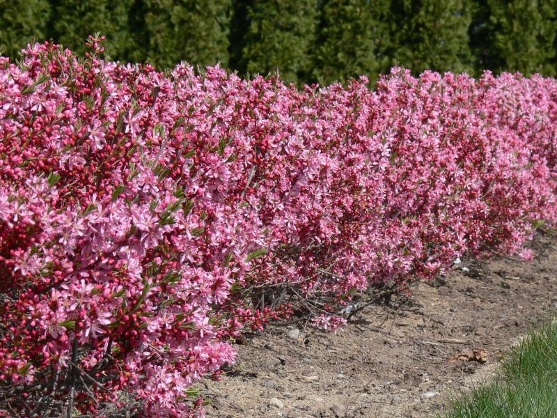 russian-almond-prunus_tenella-zone-2-perennial-shrub