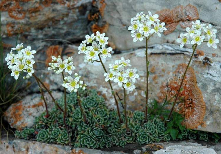 saxifraga-paniculata-zone-2-perennial-shrubs