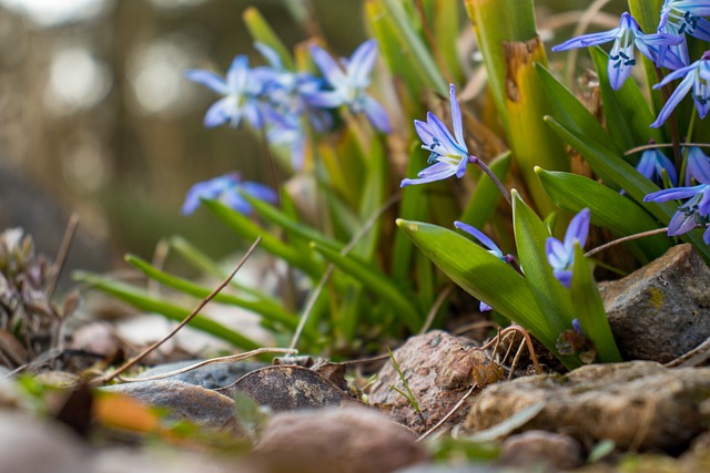 siberian-squill-scilla-siberica-zone-2-perennial-shrubs