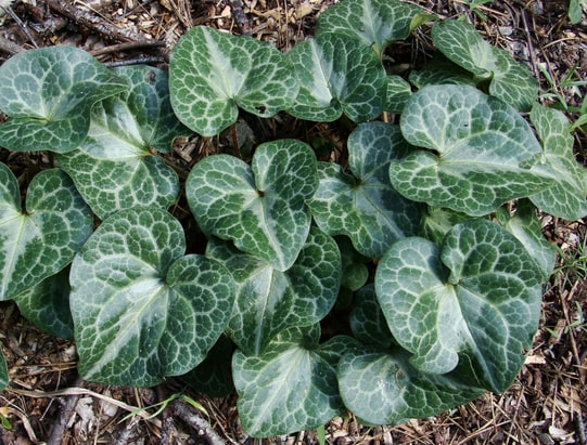 sierra-wild-ginger-asarum-hartwegii-zone-2-perennial-shrub