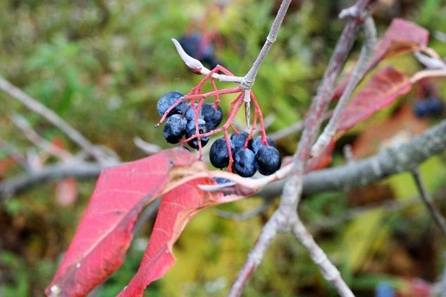 How to Propagate Nannyberry Viburnum Lentago fruit