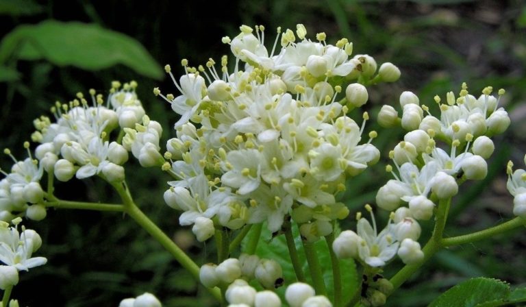 How to Propagate Nannyberry Viburnum Lentago zone 2 shrub