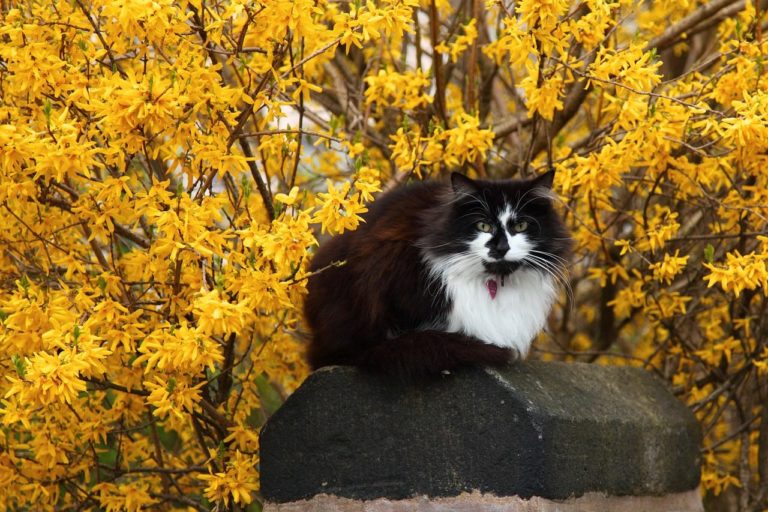 How to Propagate Northern Gold Forsythia (Forsythia ovata) cat