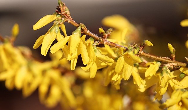 How-to-Propagate-Northern-Gold-Forsythia-Forsythia-ovata