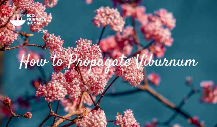 How to Propagate Viburnum