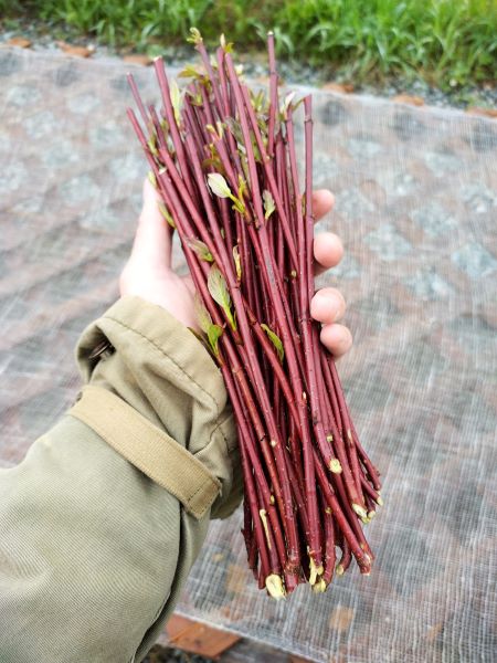 Redosier Dogwood Cuttings