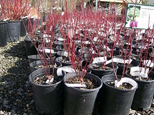 Redosider Dogwood