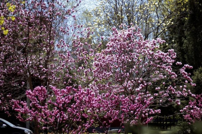 how to propagate double-flowering-plum-prunus-triloba-multiplex landscape