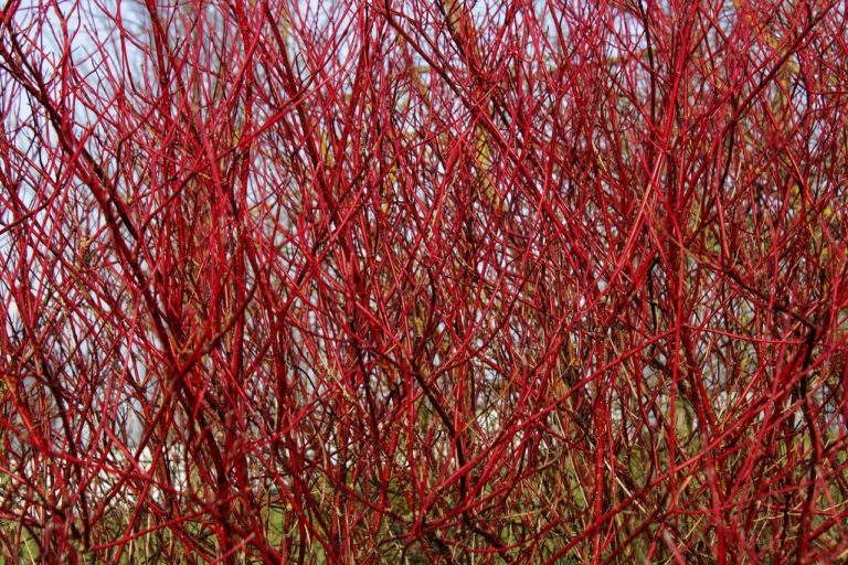 how to propagate redosier dogwood Cornus sericea