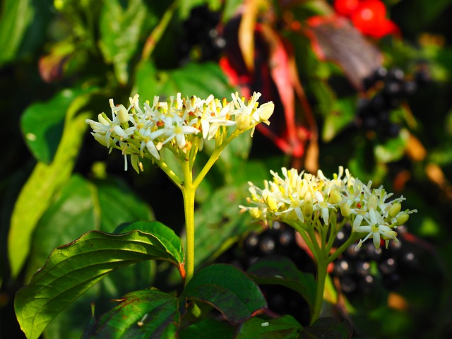 how to propagate redosier dogwood Cornus sericea