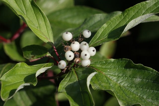 how-to-propagate-redosier-dogwood-cornus-sericea-berries