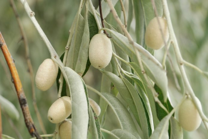 How to propagate Russian-Olive-Elaeagnus-angustifolia-Zone-2-plants