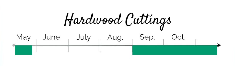 Hardwood Cuttings Period