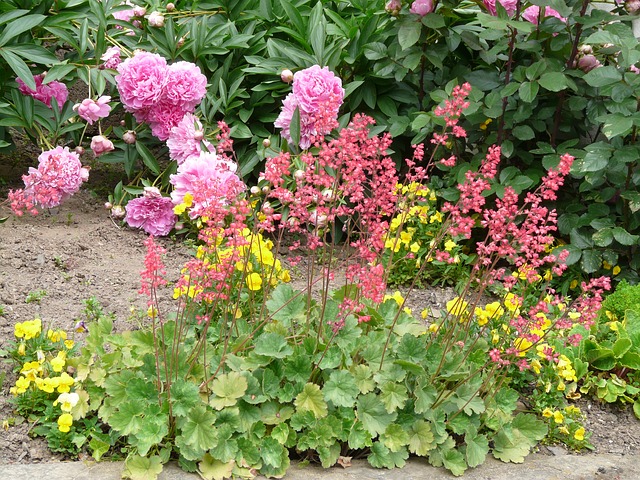 How to Propagate Coral Bells (Heuchera ‘Brandon Pinks)