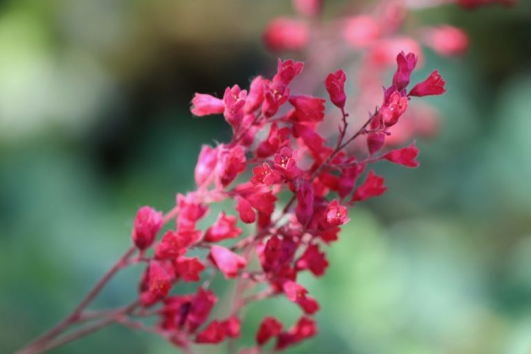 How to Propagate Coral Bells (Heuchera ‘Brandon Pinks)