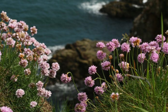 How to Propagate Sea Thrift armenia maritima